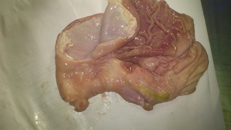 pork stomach 1